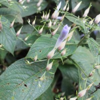 Barleria vestita T.Anderson